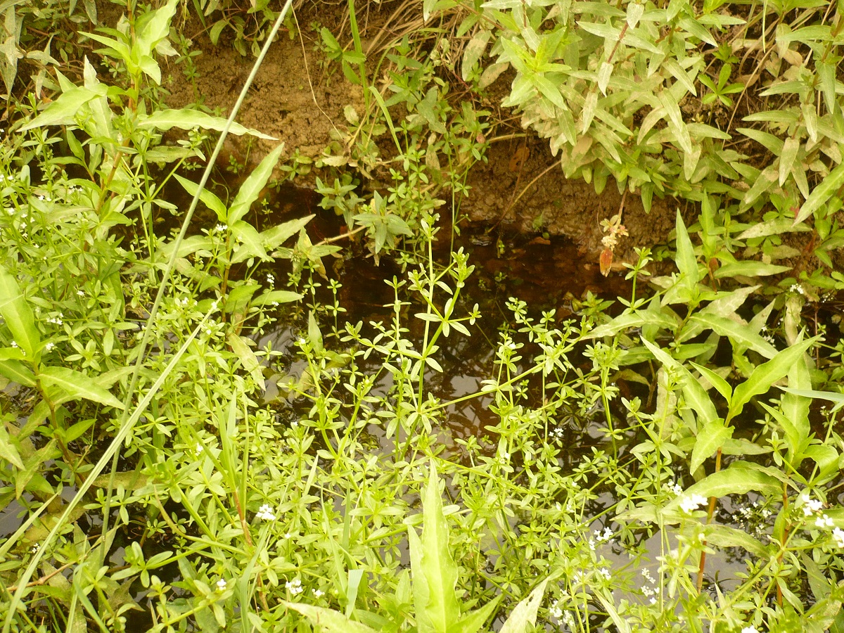 Galium palustre (Rubiaceae)